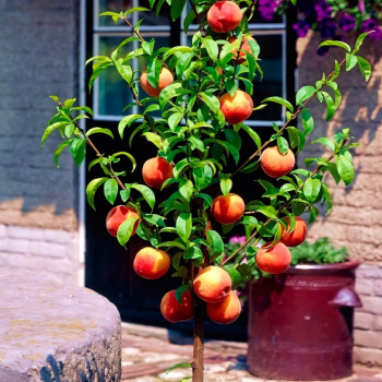 Саженцы Персик колоновидный Медовый