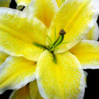 Луковицы  Лилия восточная Suncatcher (Санкетчер) (3шт.)