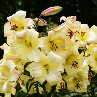 Луковицы Саженцы Лилия ОТ гибрид Boogie Voogie (Буги Вуги) (3шт.)