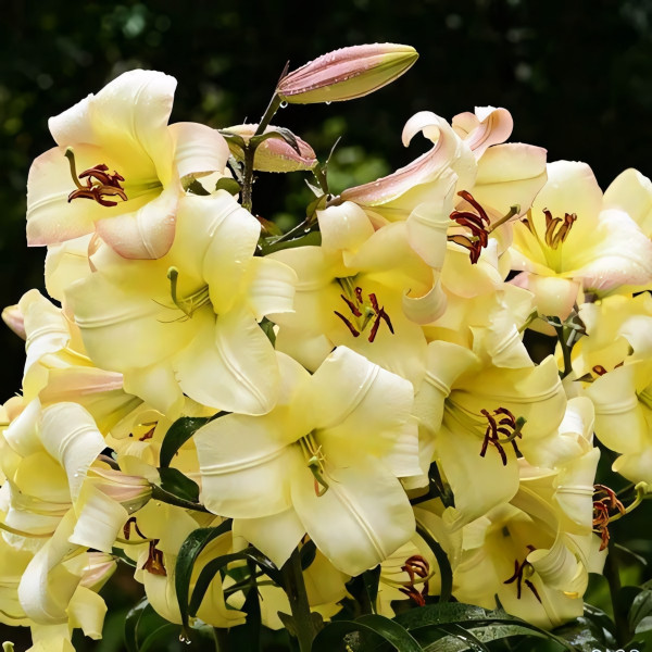 Луковицы Саженцы Лилия ОТ гибрид Boogie Voogie (Буги Вуги) (3шт.)