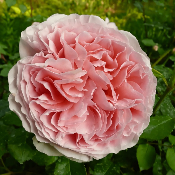 Саженцы Роза английская Абрахам Дерби