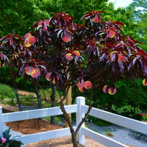 Саженцы Персик колоновидный Хоней Ред