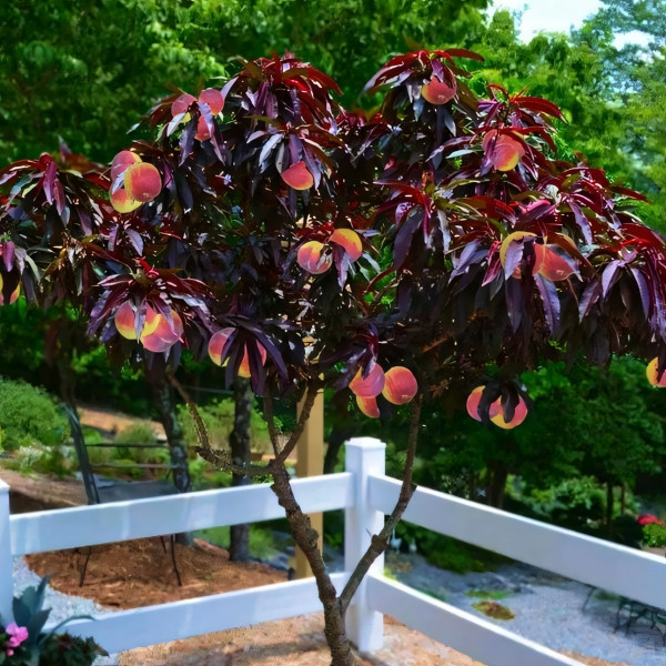 Саженцы Персик колоновидный Хоней Ред