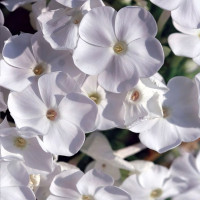 Саженцы Флокс David (Давид)