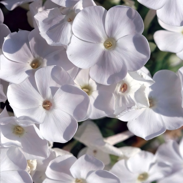 Саженцы Флокс David (Давид)