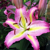 Луковицы  Лилия восточная Tom Pouce (Том Пус) (3шт.)