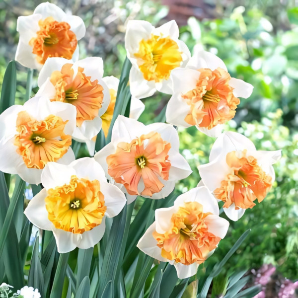 Луковицы Нарцисс сплит-корона Тиритомба (в упаковке - 3шт.)