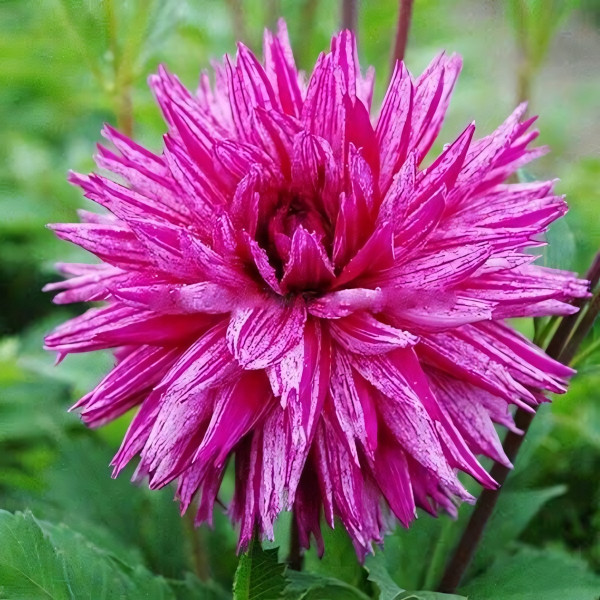 Саженцы Георгина кактусовая Ambition (Амбишн)