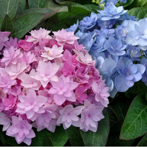 Гортензия крупнолистная You & Me Romance (Ю энд Ми Романс)