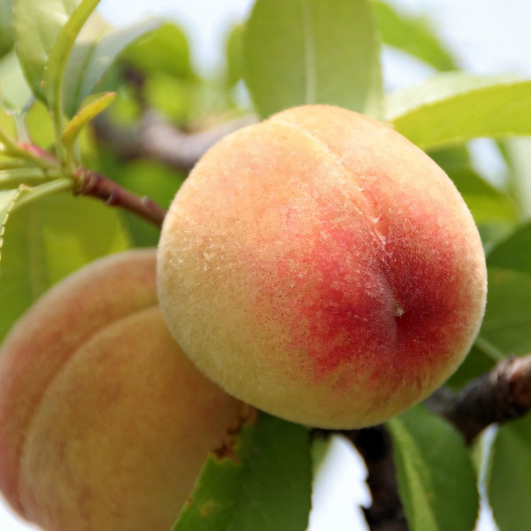 Саженцы Персик Спринг Леди