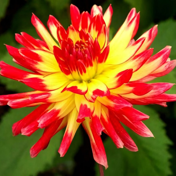 Саженцы Георгина Vuurvogel