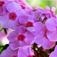 Саженцы Флокс Народный