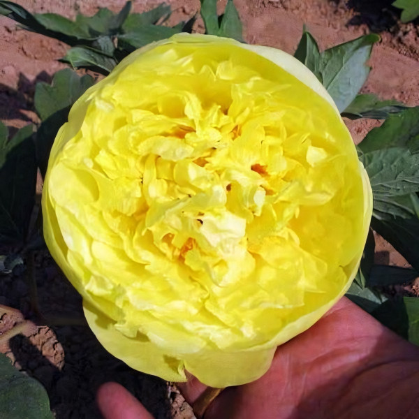 Саженцы Пион Золото Поднебесной