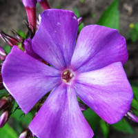 Саженцы Флокс Игорь Тальков