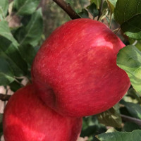 Саженцы Яблоня Хоней Крисп