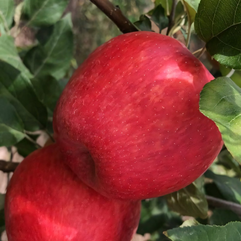 Саженцы Яблоня Хоней Крисп