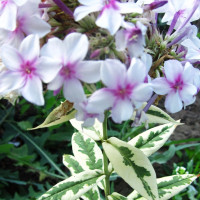 Саженцы Флокс Darwin Joyce (Дарвин Джойс)