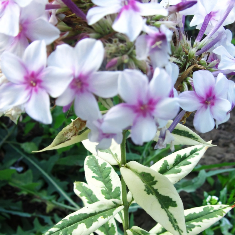 Саженцы Флокс Darwin Joyce (Дарвин Джойс)