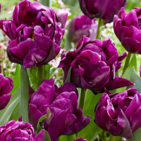 Луковицы Тюльпан махровый Перпл Джекет (в упаковке - 3шт.)