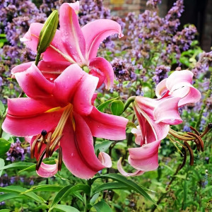  Лилия ОТ гибрид Imprato (Импрато)