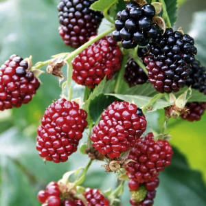 Саженцы Ежемалина Бойсенберри