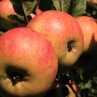 Саженцы Яблоня Авангард