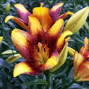  Лилия ЛА гибрид Sweet Valley (Свит Вэлли)