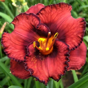 Саженцы Лилейник Berrylicious (Беррилишис)