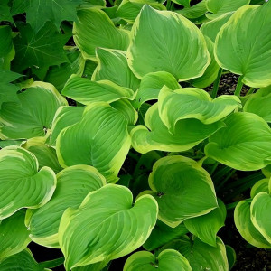 Саженцы Хоста Fragrant Bouguet (Фрэгнант Бугет) М