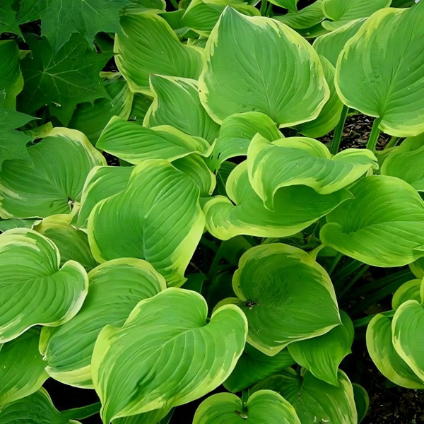 Саженцы Хоста Fragrant Bouguet (Фрэгнант Бугет) М