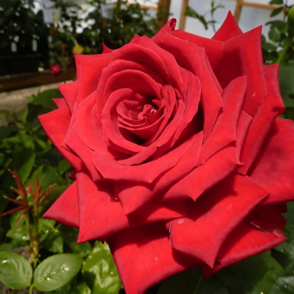 Саженцы Роза чайно-гибридная Гранд Аморе