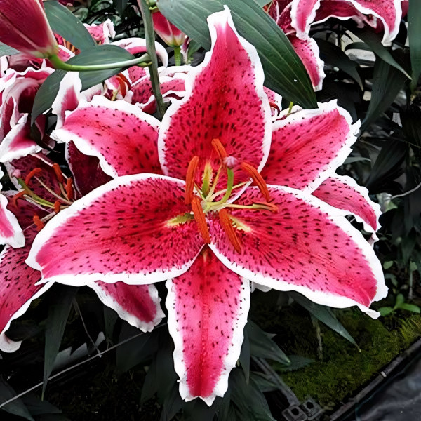 Луковицы  Лилия восточная Front Page (Фронт Пейдж) (3шт.)