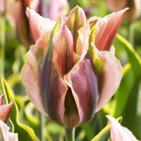 Луковицы Тюльпан зеленоцветный Грин Ривер (в упаковке - 3шт.)