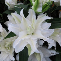 Луковицы  Лилия махровая восточная My Wedding (Май Веддинг) (3шт.)