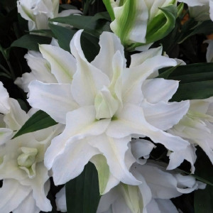  Лилия махровая восточная My Wedding (Май Веддинг)