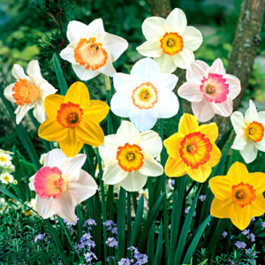 Нарциссы трубчатые, микс (в упаковке - 3шт.)