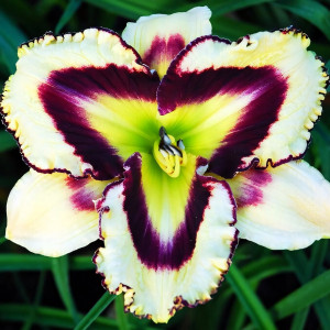 Саженцы Лилейник Sulphurite Prism (Салфирит Призм)