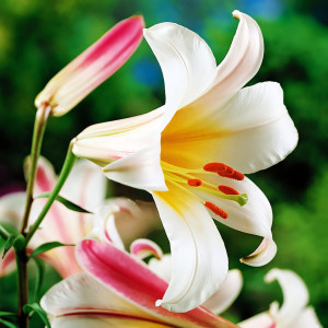  Лилия трубчатая Regale Album (Регале Албум)