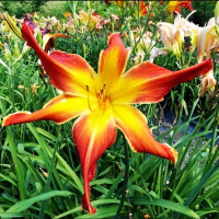 Саженцы Лилейник Firestorm (Фаерсторм)