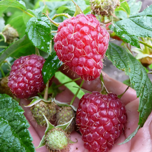 Саженцы Малина красная Полана