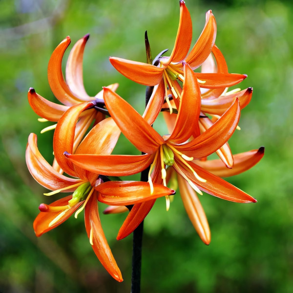 Луковицы  Лилия Orange Marmelade (Оранж Мармелад) (3шт.)