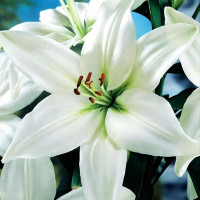 Луковицы  Лилия ЛА гибрид Litouwen (Литва) (3шт.)