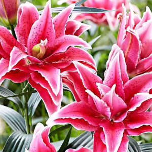  Лилия восточная Grand Amour (Гранд Амур)