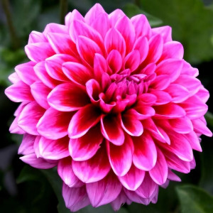 Саженцы Георгина Arthur Hambley