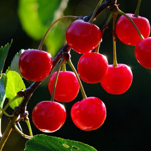 Саженцы Вишня Встреча