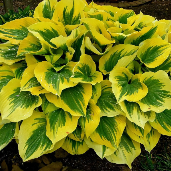 Саженцы Хоста МИКС