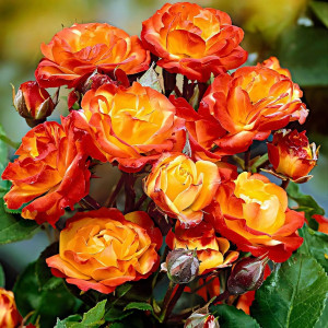 Саженцы Роза флорибунда Румба