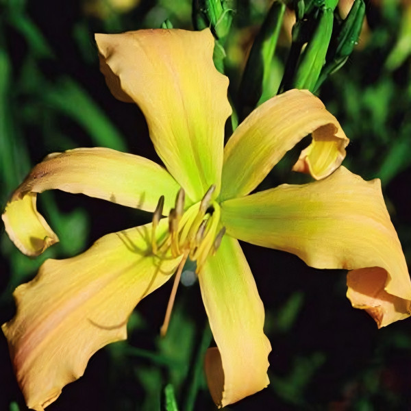 Саженцы Лилейник Spinnaker (Спиннакер)