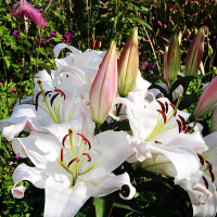 Луковицы Саженцы Лилия ОТ гибрид Zambesi (Замбези) (3шт.)