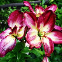 Луковицы  Лилия азиатская Double Sensation (Дабл Сенсейшен) (3шт.)